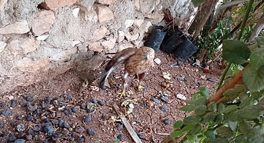 Av tüfeği ile vurulan Kızıl Şahin tedaviye alındı