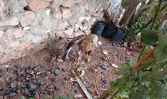 Av tüfeği ile vurulan Kızıl Şahin tedaviye alındı