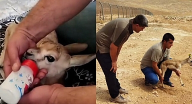 Avcıların elinden alınan yavru ceylan doğaya salındı