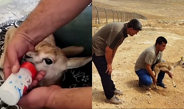 Avcıların elinden alınan yavru ceylan doğaya salındı