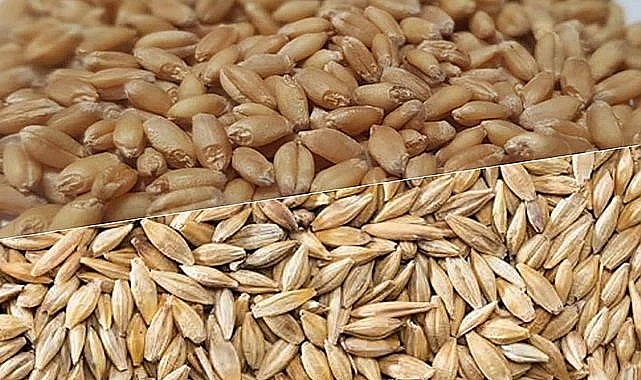 Buğday, arpa ve mercimekte son fiyatlar