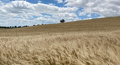 Buğday ve arpa fiyatları açıklandı