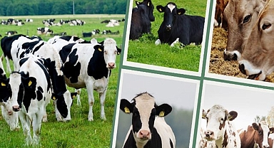 Büyükbaş desteklerinden yararlanma süreleri değişti