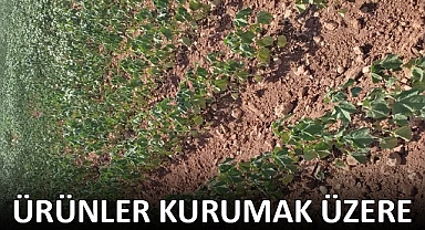 Dicle Elektrik çiftçileri hırsızlıkla suçladı