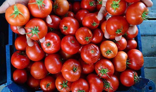 Domatesin fiyatı 50 lira mı olacak?