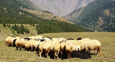 ESK: Kuzu toklu alım fiyatı kilogram başına 90 liraya çıkarıldı