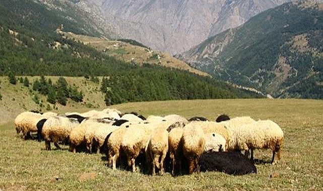 ESK: Kuzu toklu alım fiyatı kilogram başına 90 liraya çıkarıldı