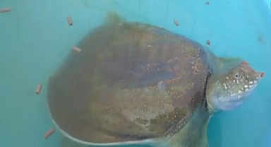 Fırat Kaplumbağası kendini gösterdi