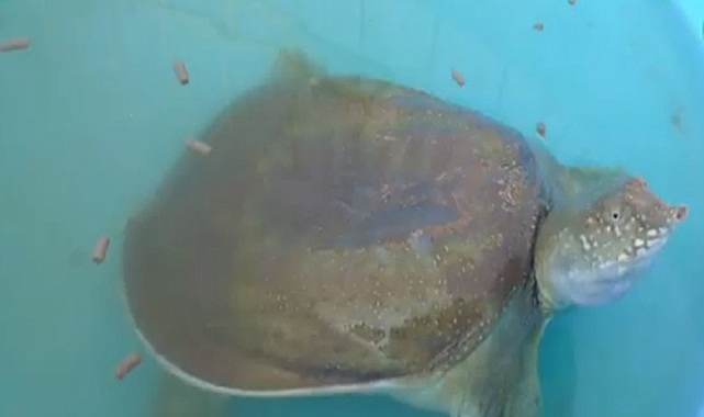 Fırat Kaplumbağası kendini gösterdi