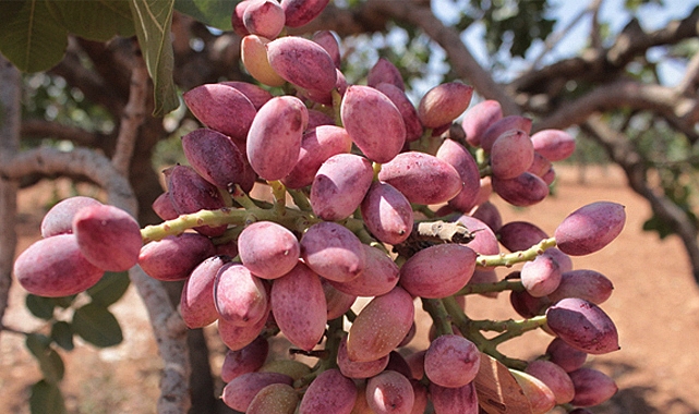 Fıstık üreticileri taban fiyat istiyor