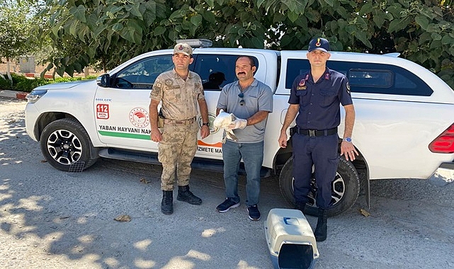 Jandarma yaralı halde buldu! Tedavi altına alındı