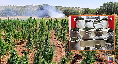 Jandarmadan uyuşturucu tarlalarına baskın