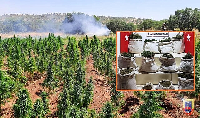 Jandarmadan uyuşturucu tarlalarına baskın