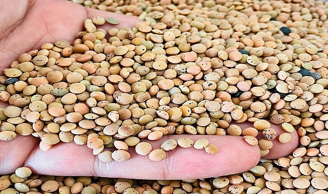 Kırmızı mercimek alım fiyatı güncellendi