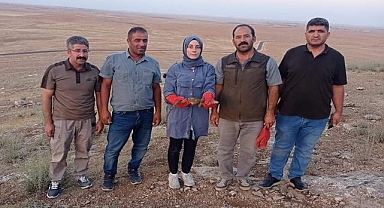 Mahsur kalan çöl varanı kurtarıldı