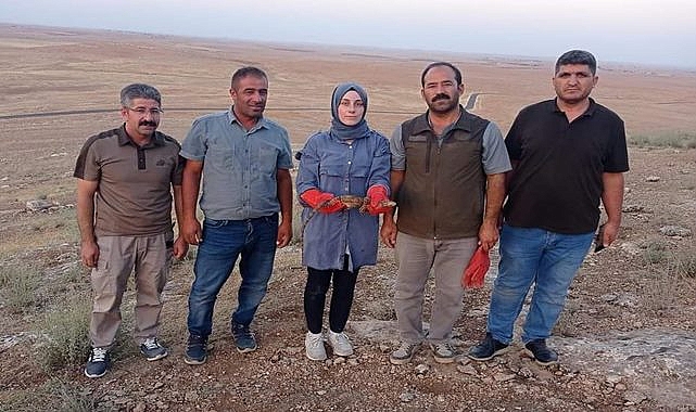 Mahsur kalan çöl varanı kurtarıldı