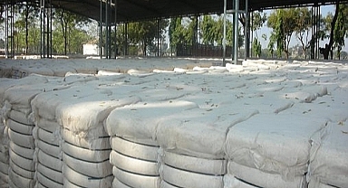 Pamuk fiyatlarında son durum: İşte yeni fiyatlar