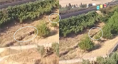 Şanlıurfa'da 40 kişilik Afgan grubu görüntülendi