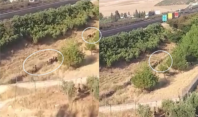 Şanlıurfa'da 40 kişilik Afgan grubu görüntülendi