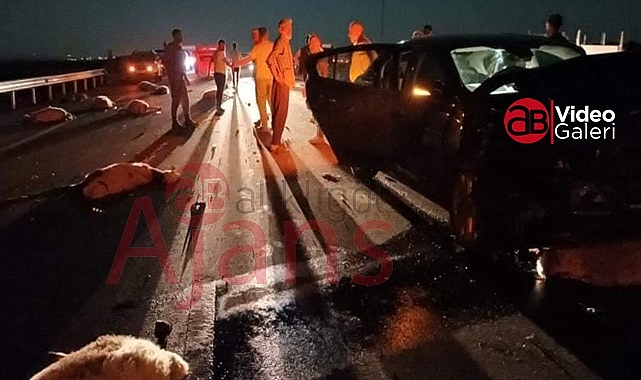 Şanlıurfa'da feci kaza! 25 koyun telef oldu