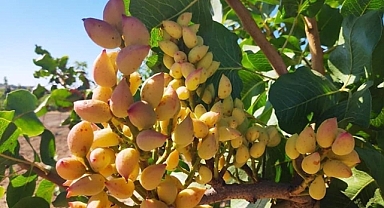 Şanlıurfa'da su altı fıstık fiyatı belli oldu