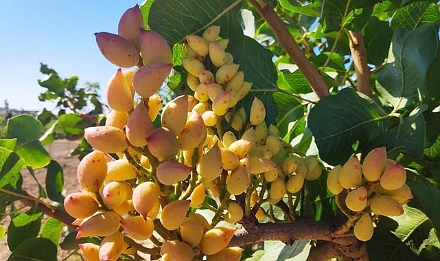 Şanlıurfa'da su altı fıstık fiyatı belli oldu