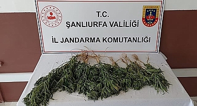 Şanlıurfa'da uyuşturucu madde operasyonu