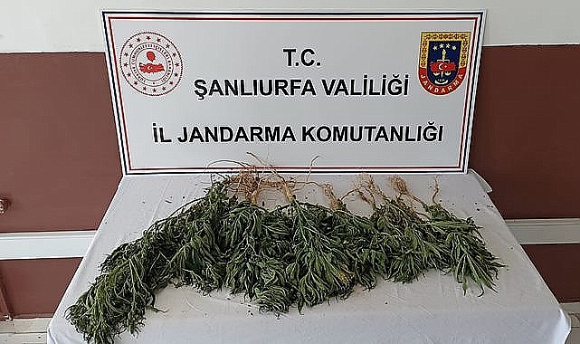 Şanlıurfa'da uyuşturucu madde operasyonu