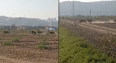 Şanlıurfa'da yaban domuzlarının sayısı hızla artıyor
