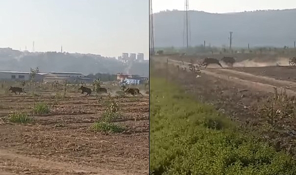 Şanlıurfa'da yaban domuzlarının sayısı hızla artıyor