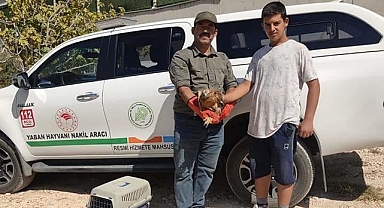 Şanlıurfa'da yaralı Kızıl Şahin bulundu