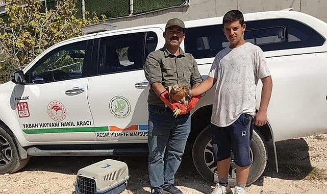 Şanlıurfa'da yaralı Kızıl Şahin bulundu