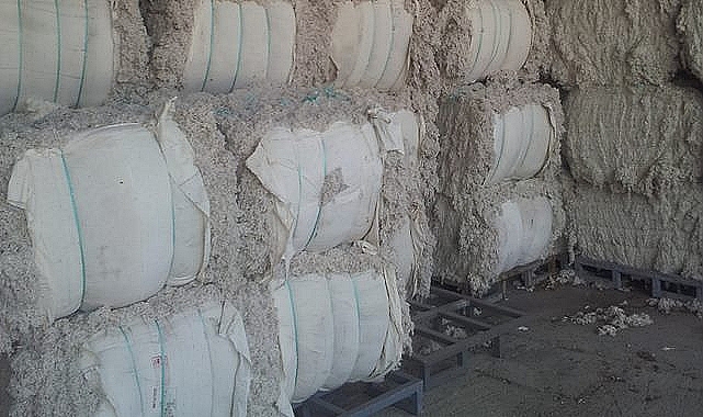 Şanlıurfa ve Adana borsalarında pamuk fiyatları