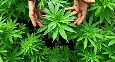 Urfa'da kenevir ele geçirildi