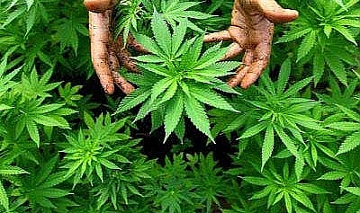 Urfa'da kenevir ele geçirildi