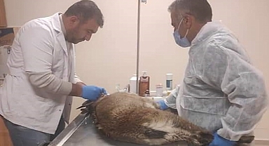 Urfa'da tedavi edilen yaban keçisi Adıyaman kırsalına salındı