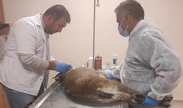 Urfa'da tedavi edilen yaban keçisi Adıyaman kırsalına salındı