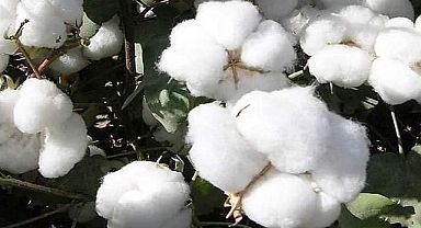 Urfa Ticaret Borsası pamuk fiyatını açıkladı