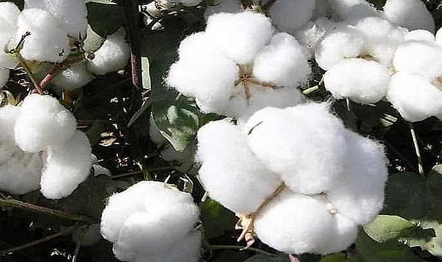 Urfa Ticaret Borsası pamuk fiyatını açıkladı