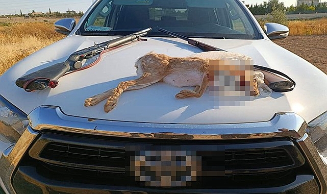 Yaban tavşanını avlayan avcılara para cezası kesildi