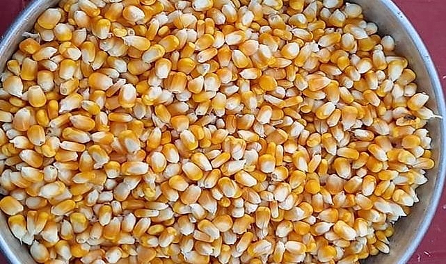 Yeni mısır alım fiyatı belli oldu