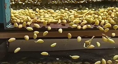 Yeni ürün fıstık fiyatı belli oldu