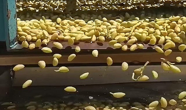 Yeni ürün fıstık fiyatı belli oldu