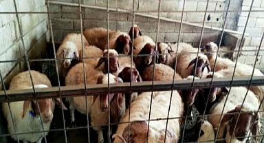 30 kişiyi 5 milyon 100 bin TL dolandırdılar