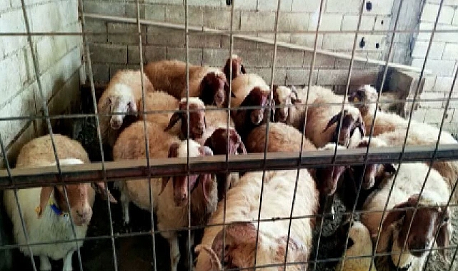 30 kişiyi 5 milyon 100 bin TL dolandırdılar