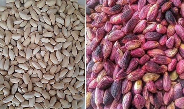 Antep fıstığı fiyatları açıklandı