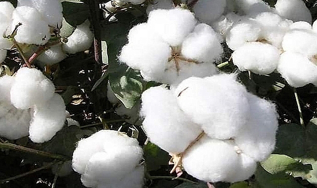 Çiftçiler kendi pamuk fiyatı açıkladı