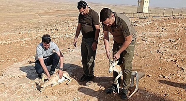 Cudi Dağı'nda Urfa Ceylanları geziyor