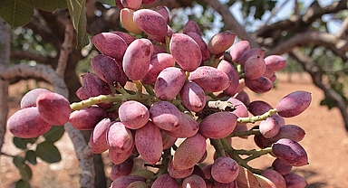 Fıstık Üreticileri Birliğinden tescillenen fıstık açıklaması! İlk biz başvurduk 