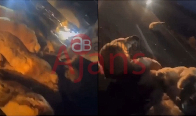 Hilvan'da araç koyun sürüsüne daldı: 20 koyun telef oldu